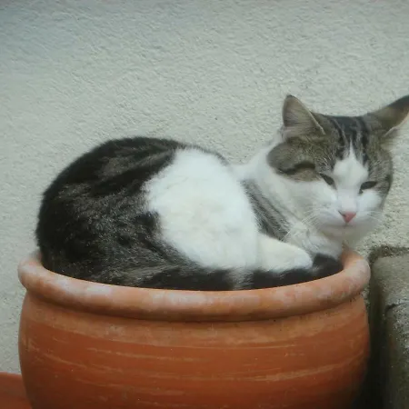 La Revaudiere 3* Бресюир